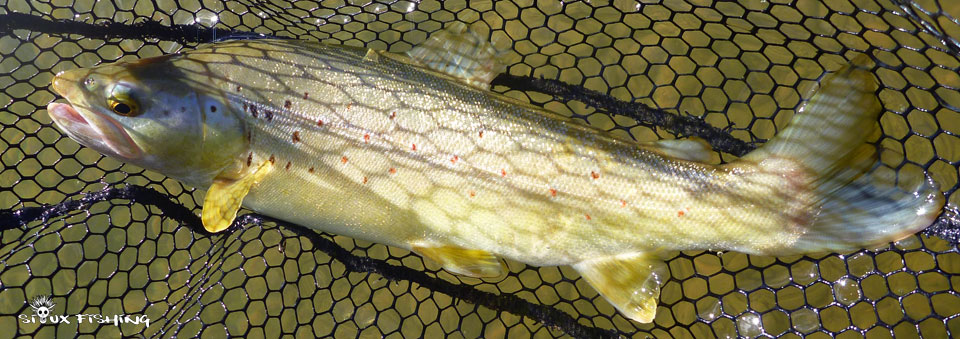 Truite de la Haute rivière d'Ain