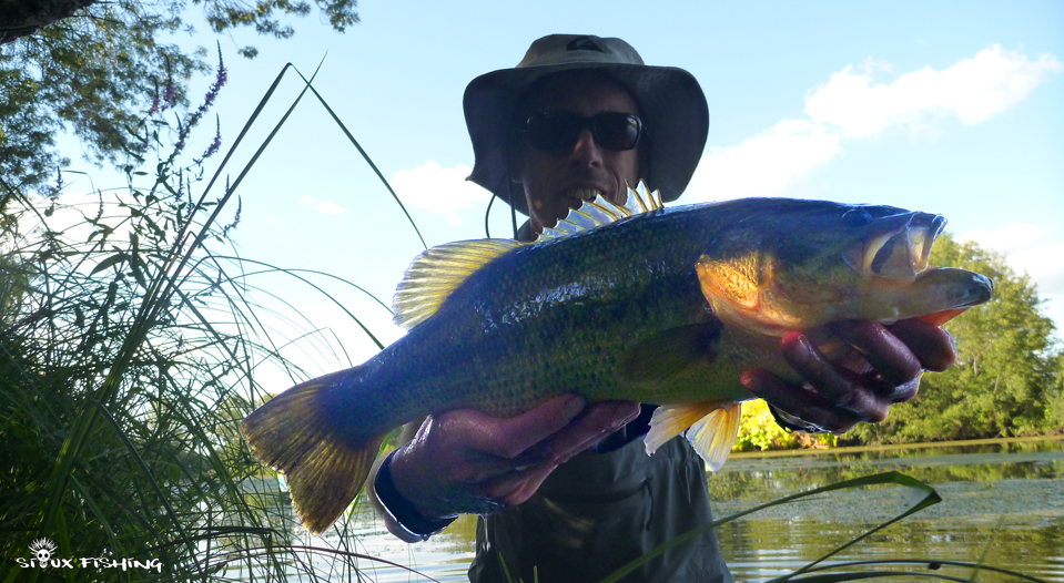 Black-bass