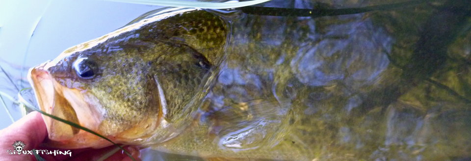 Black bass