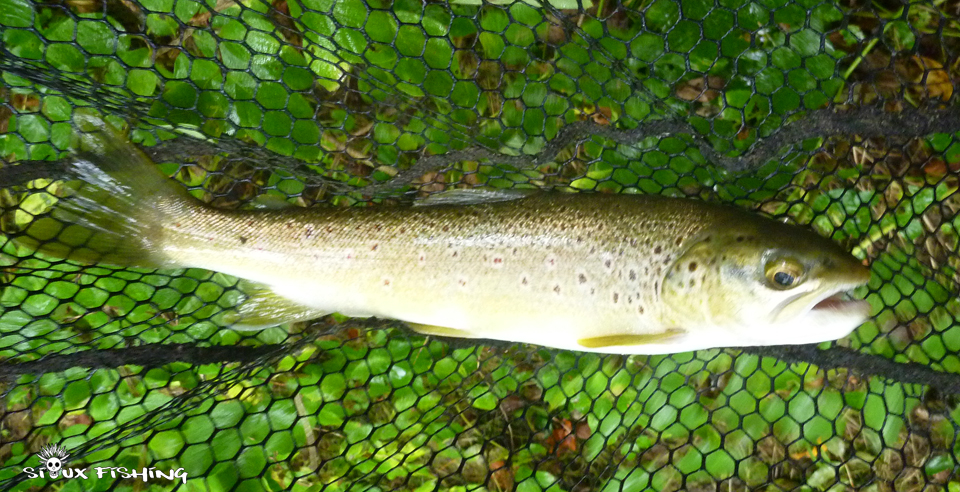 Petite truite de la Haute Rivière d'Ain