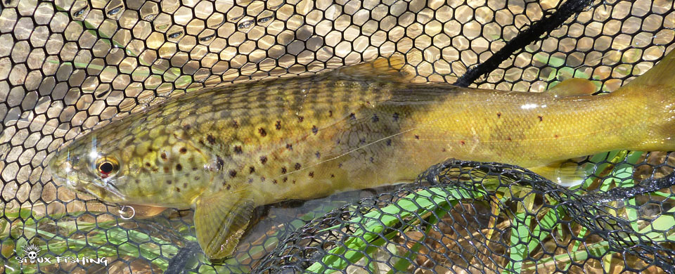Truite de la rivière d'Ain