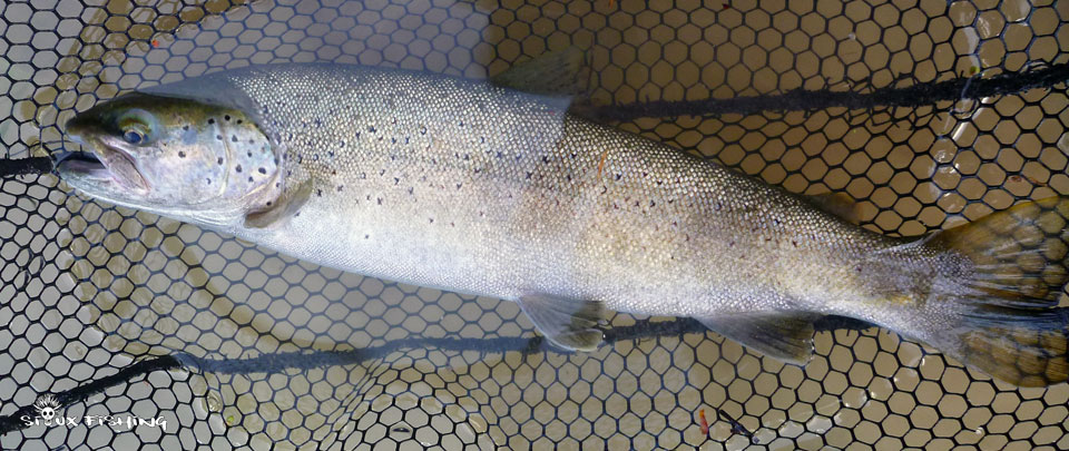 Truite de la Haute rivière d'Ain