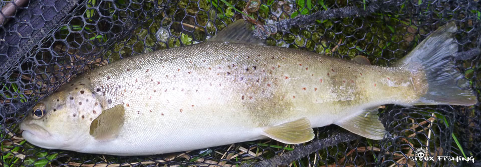 Truite de la Haute rivière d'Ain