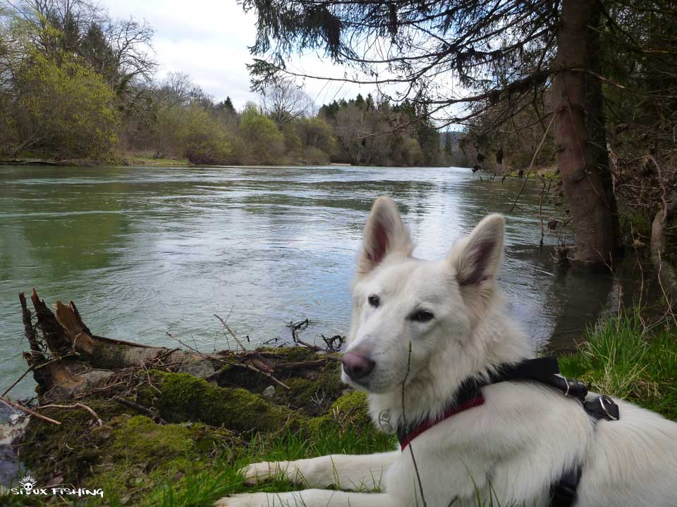 Berger blanc suisse au bord de l'eau
