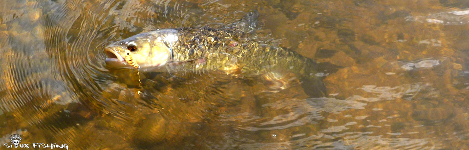 Gros chevesne de Loire
