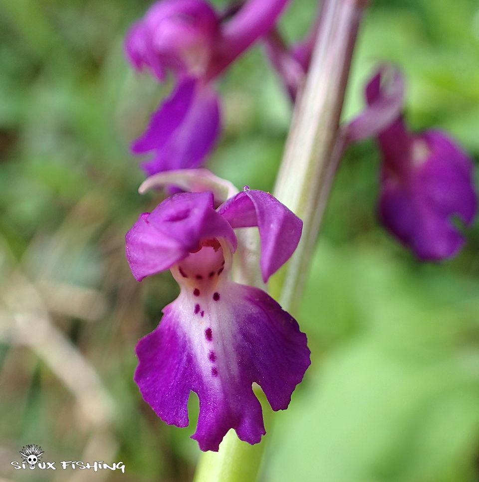Orchidé sauvage