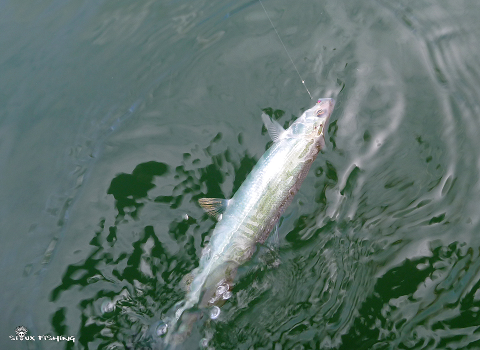 Pêche des Corégone à Chalain
