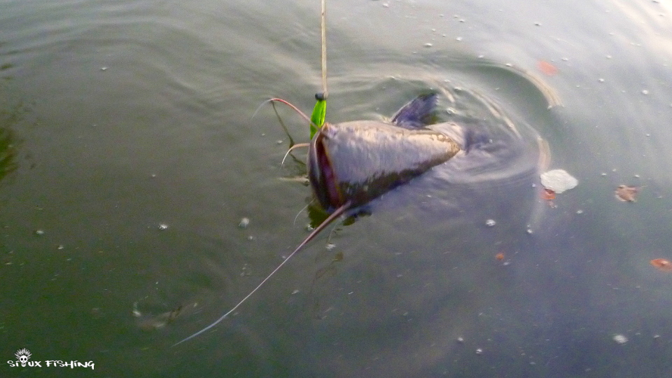 pêche du silure en Seille