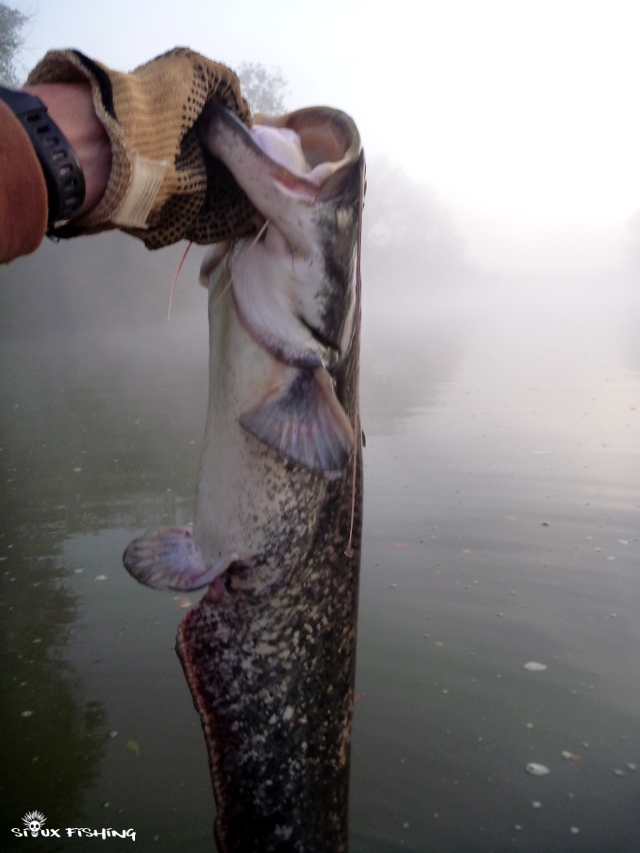 pêche du silure en Seille