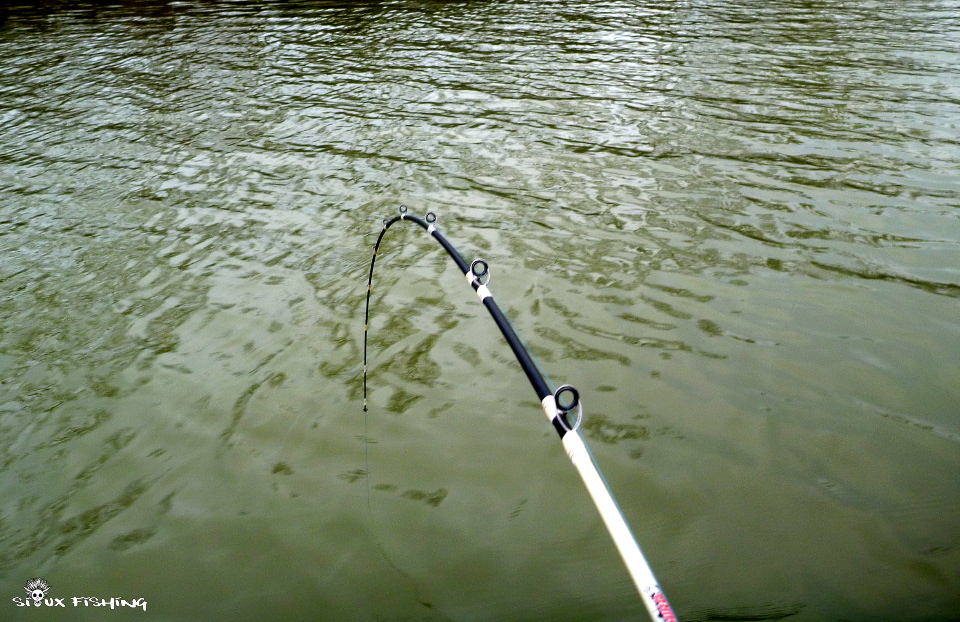 Pêche de silure en Seille