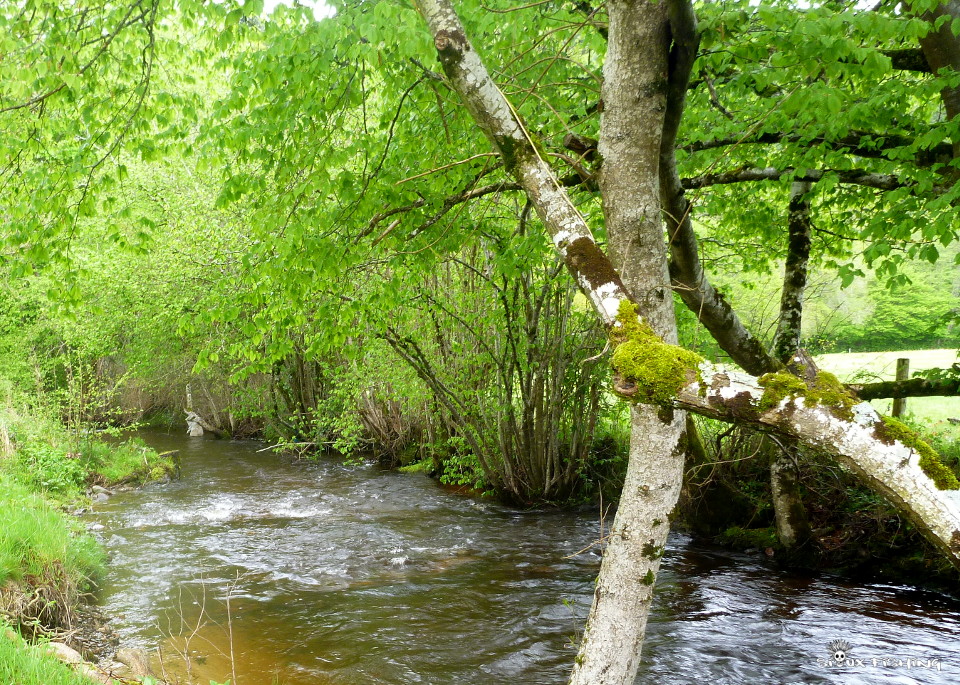 La Canche, une rivière du Morvan