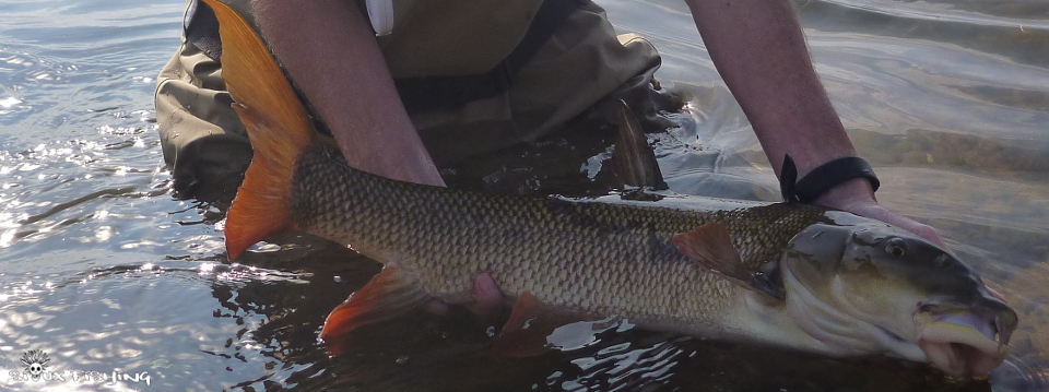 Barbeau de Loire