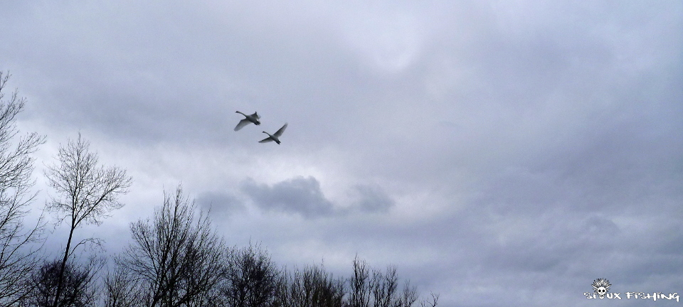 Vol de Cygnes en Seille