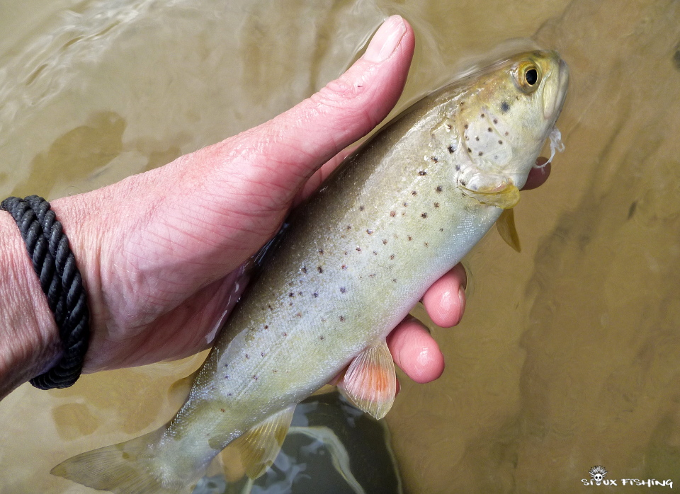 Petite truite de La Haute Rivière d'Ain