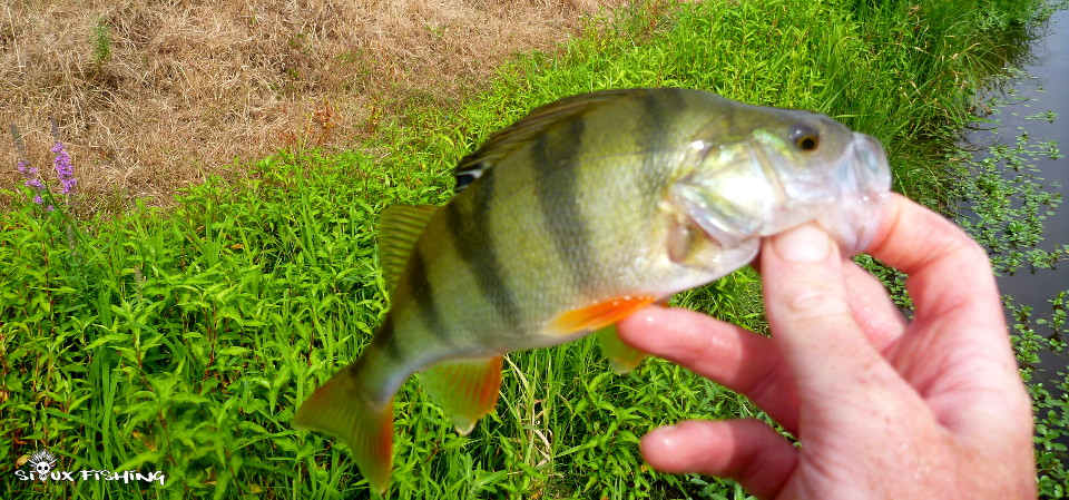 Perche de Loire