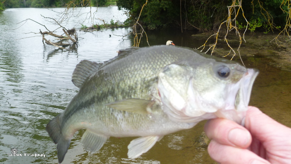 Black-bass de Seille