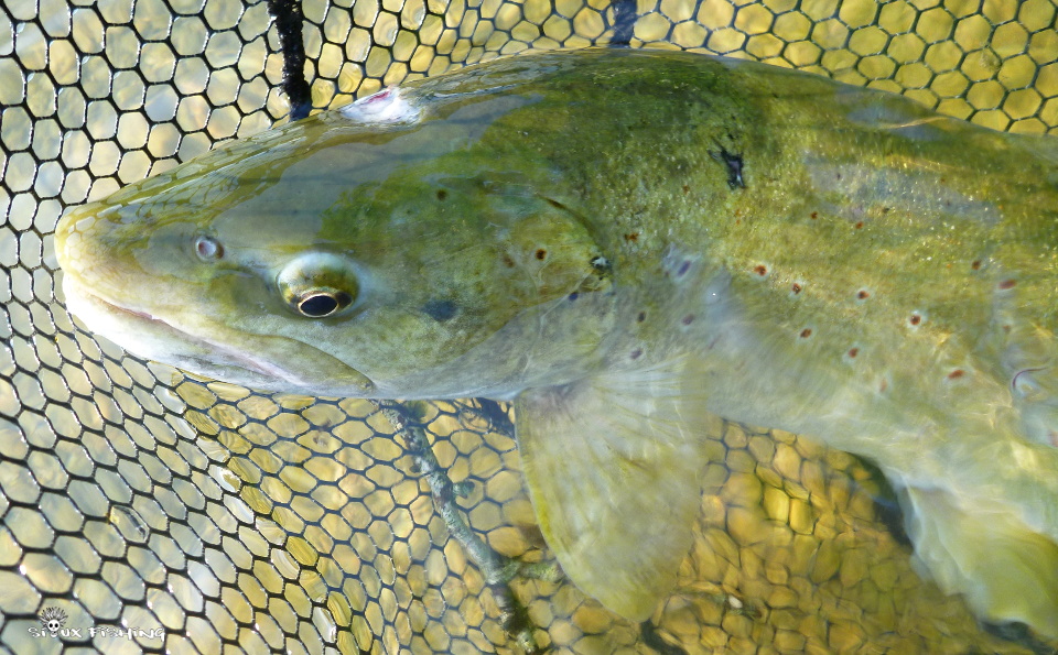 Truite de la Haute rivière d'Ain