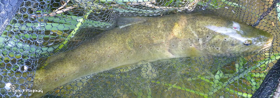 Truite de la Haute rivière d'Ain