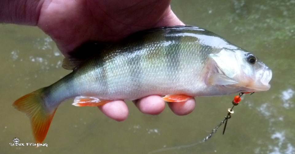 Perche de Grosne