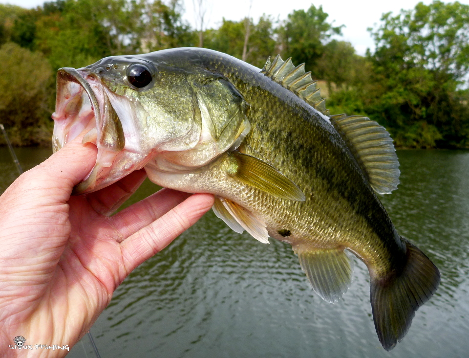 Black-bass de Seille