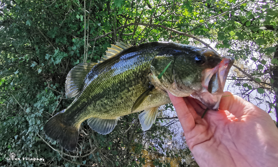 Black-bass de la Vieille Seille