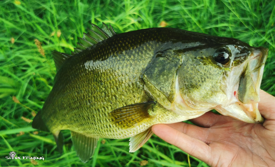 Black-bass de canal