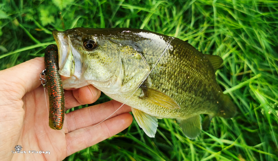 Black-bass de canal