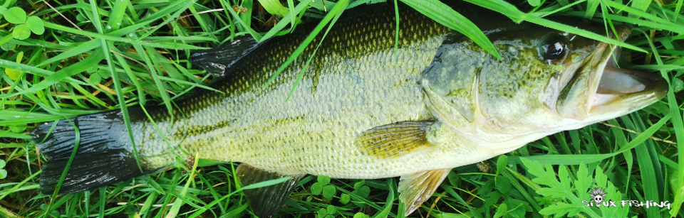 Black-bass de canal