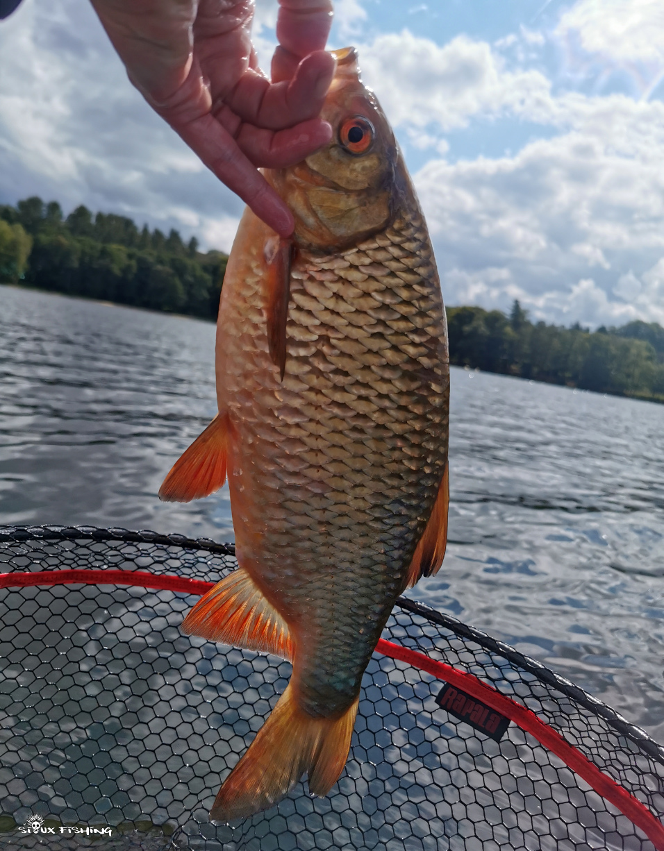 Rotengle du lac des Settons