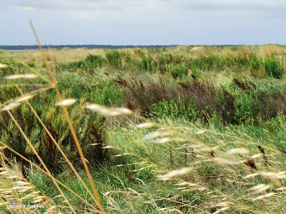 Marais en bord d'océan