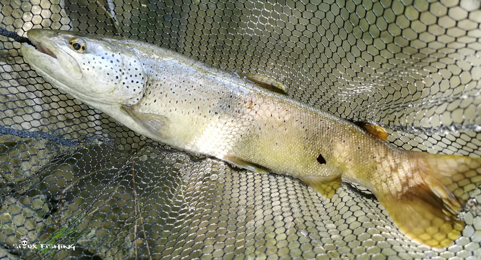 Grosse truite de la Haute rivière d'Ain