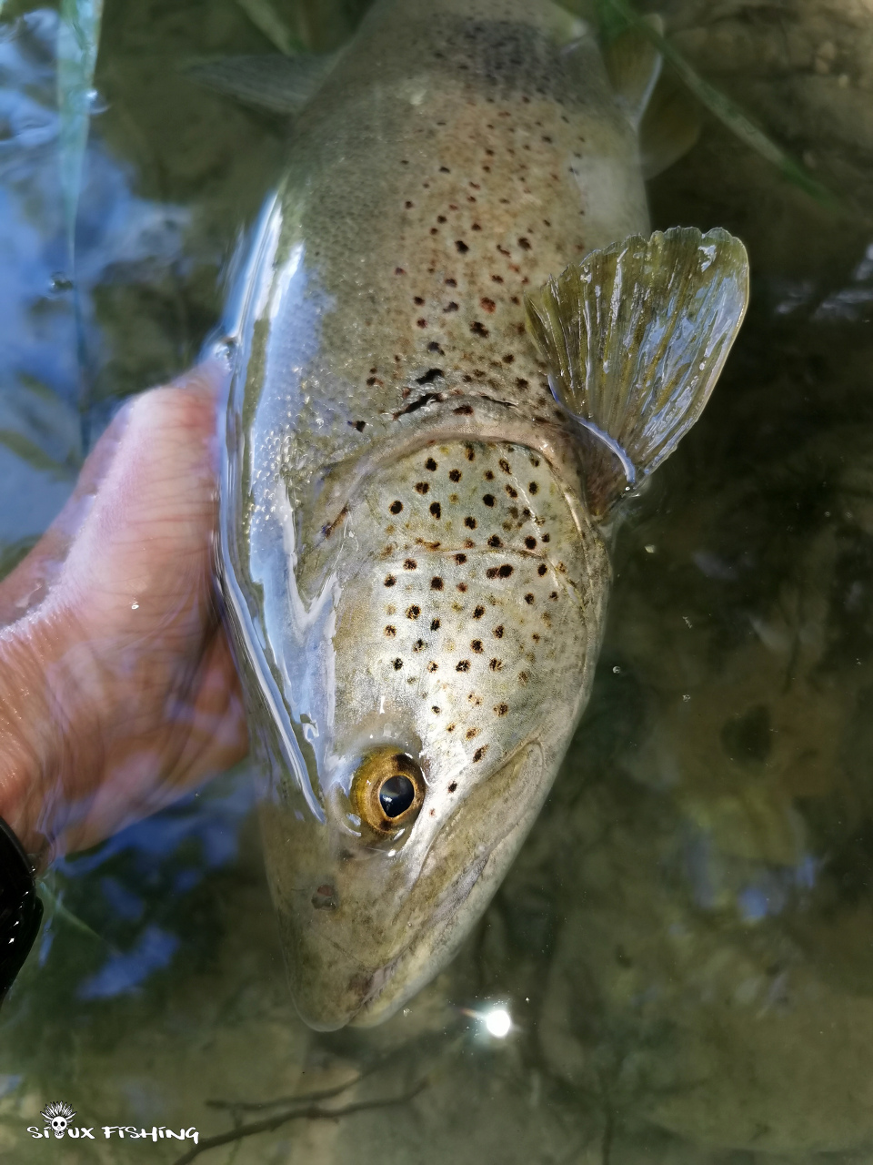 Grosse truite de la Haute Rivière d'Ain