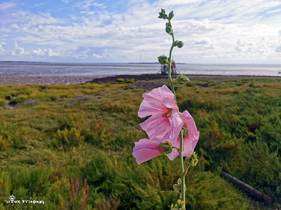 Rose Trémière plage de Fouras