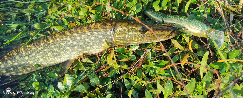 Petit brochet de Loire