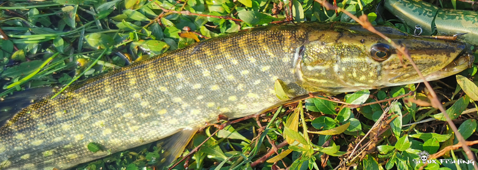 Petit brochet de Loire