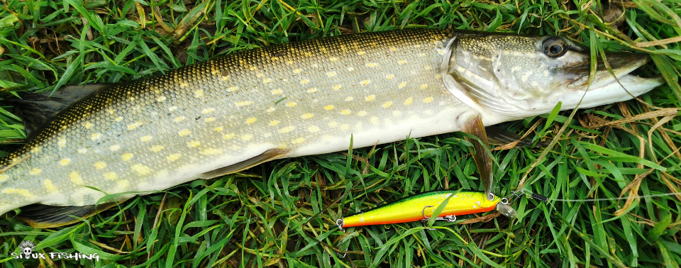 Petit brochet de Loire