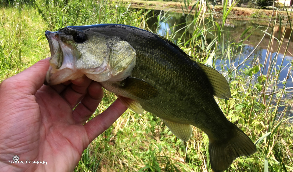 Black-bass