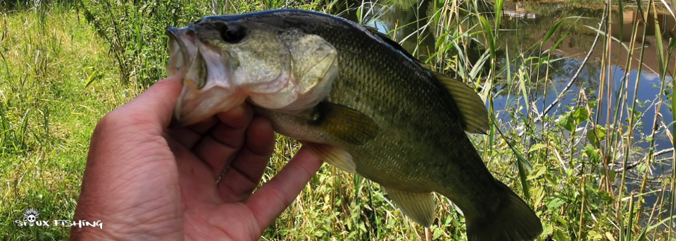 Black-bass