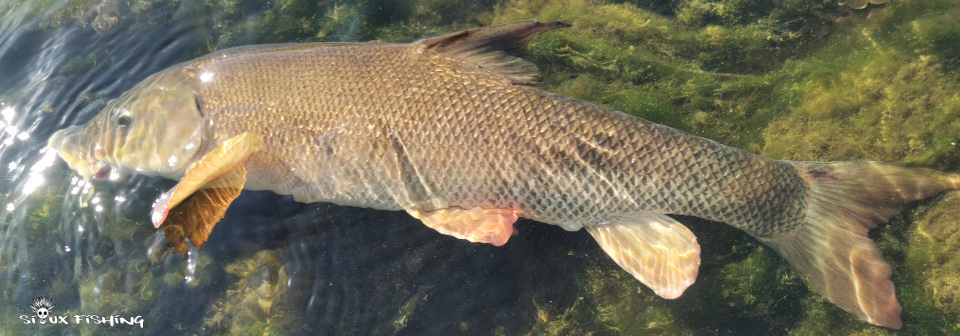 Barbeau de Loire