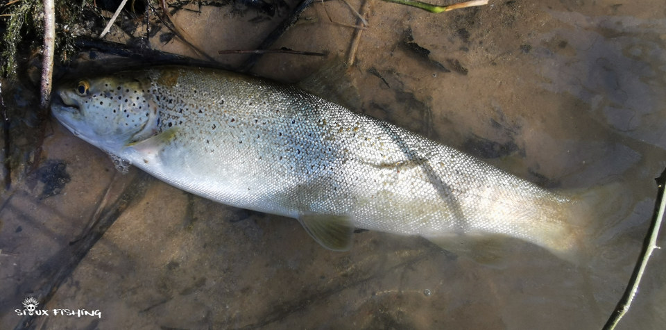 Truite de la Haute Rivière d'Ain