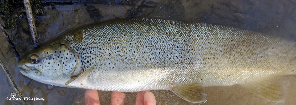 Truite de la rivière d'ain