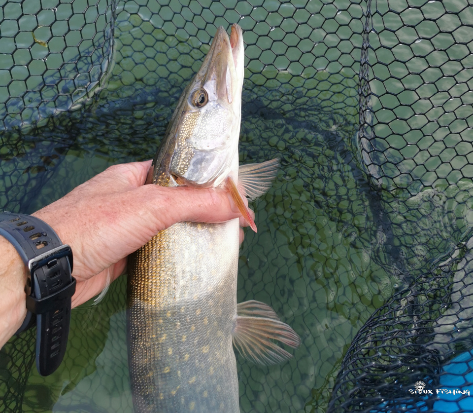 Petit brochet de Saône