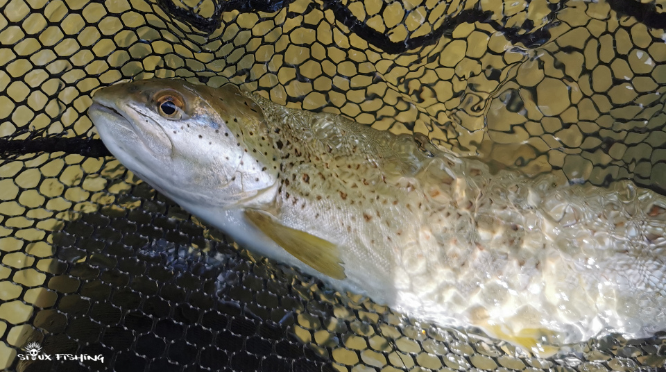 Truite de la Haute rivière d'Ain