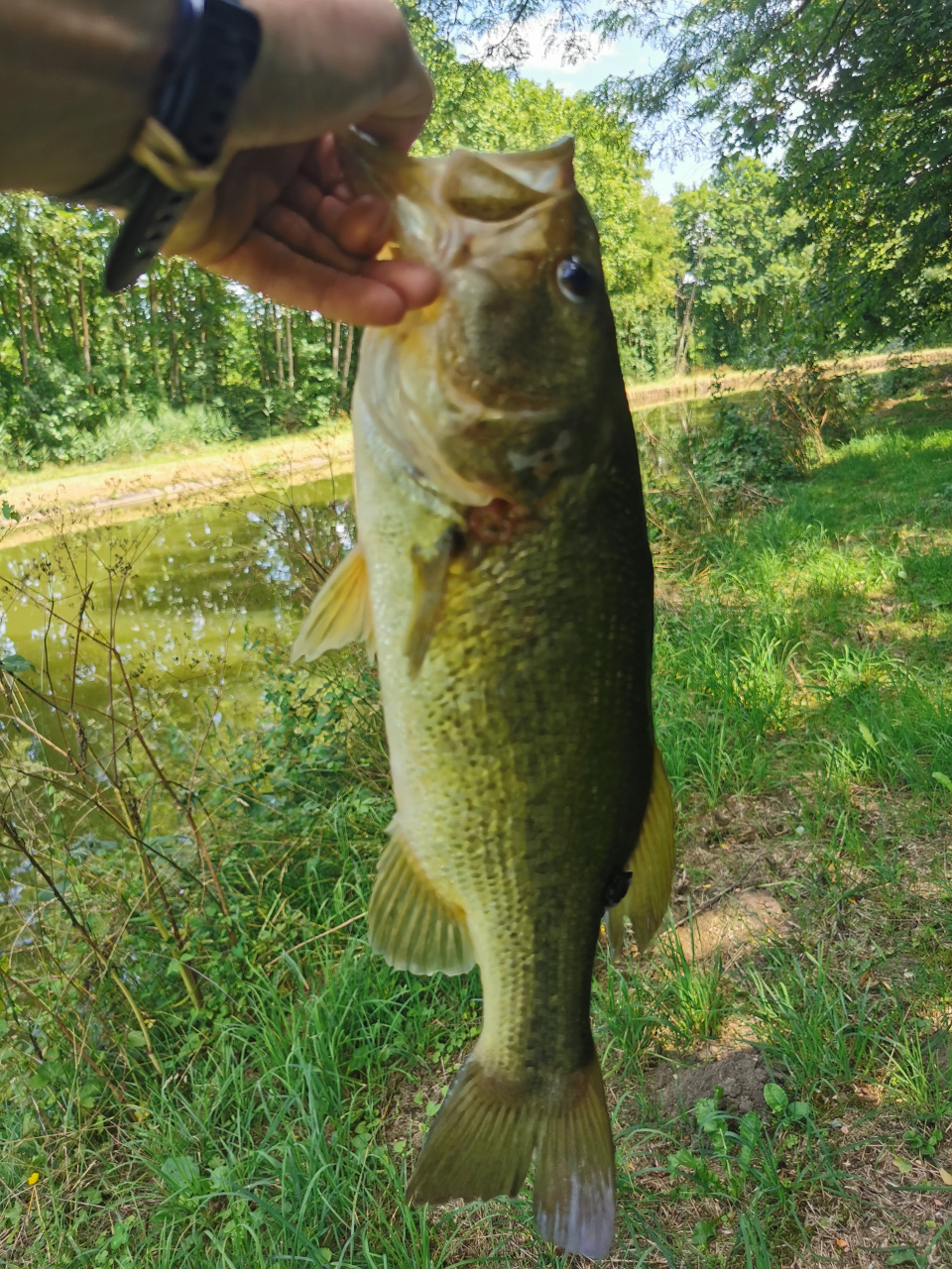 Black-bass du canal