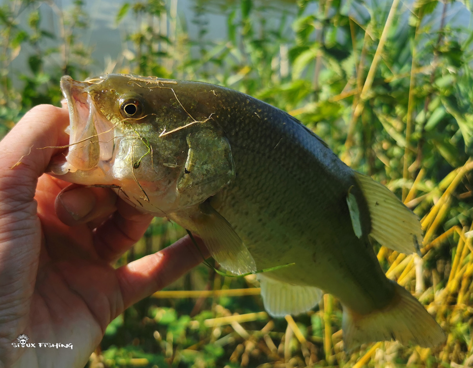 Petit black-bass du canal