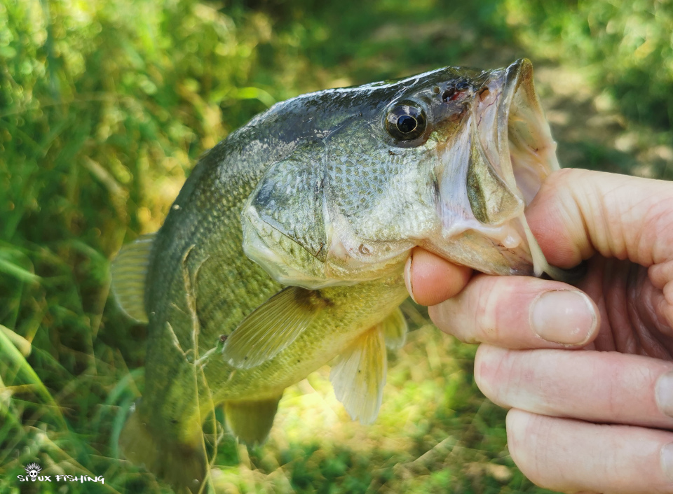 Petit black-bass du canal