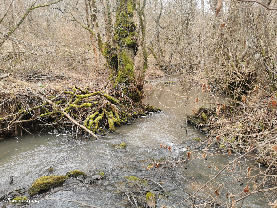 Petit ruisseau forestier