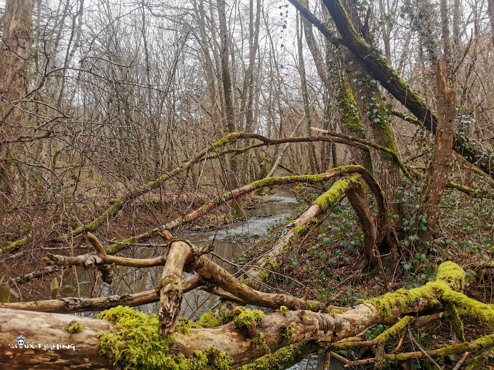 Petit ruisseau forestier