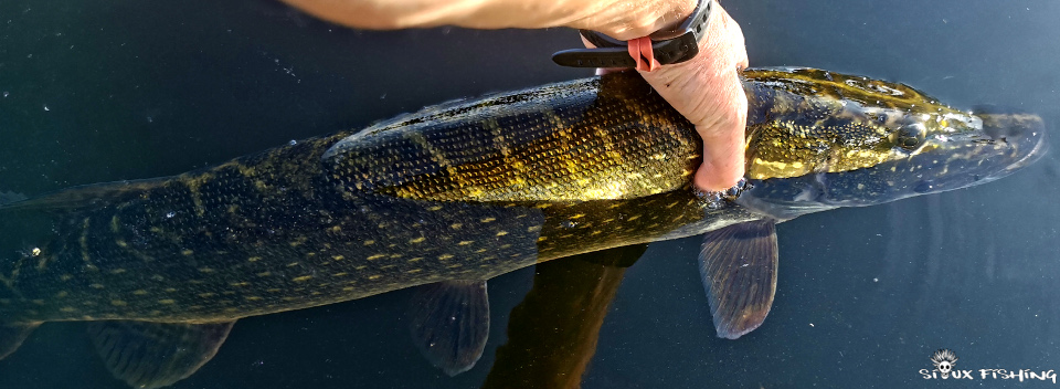 Brochet de Loire