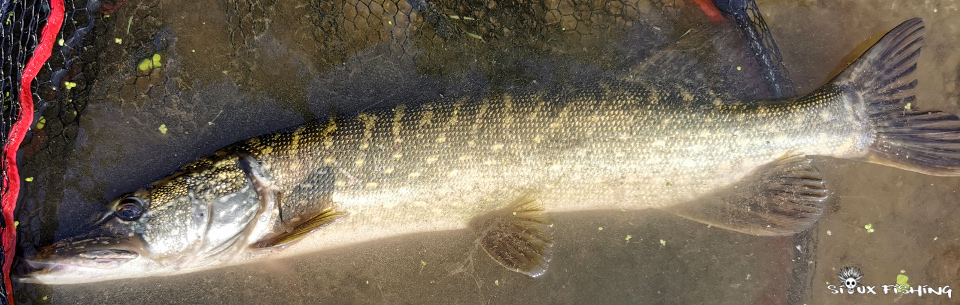 Brochet de Loire